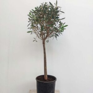 OLIVO ALBERELLO VASO DIAM 22 CM