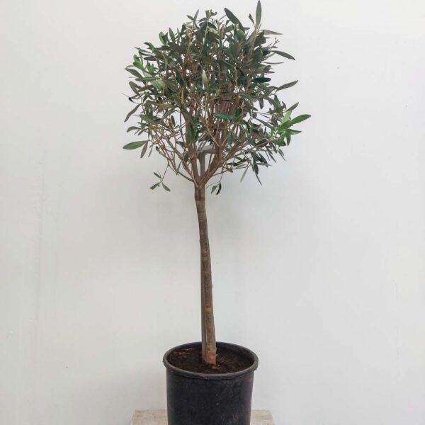 OLIVO ALBERELLO VASO DIAM 22 CM
