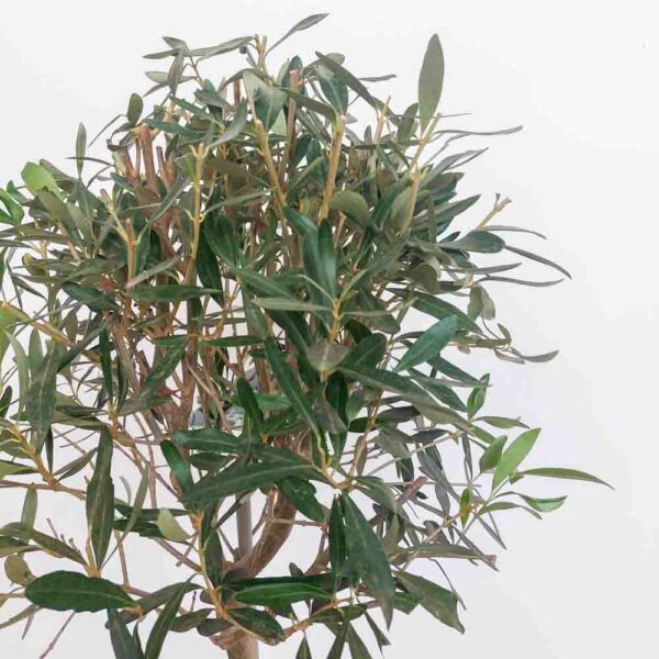 OLIVO ALBERELLO VASO DIAM 22 CM