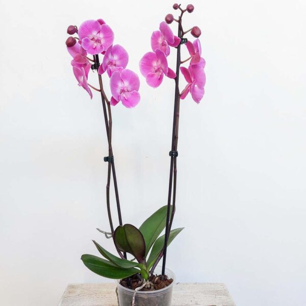 PHALENOPSIS VASO DIAM.12 CM