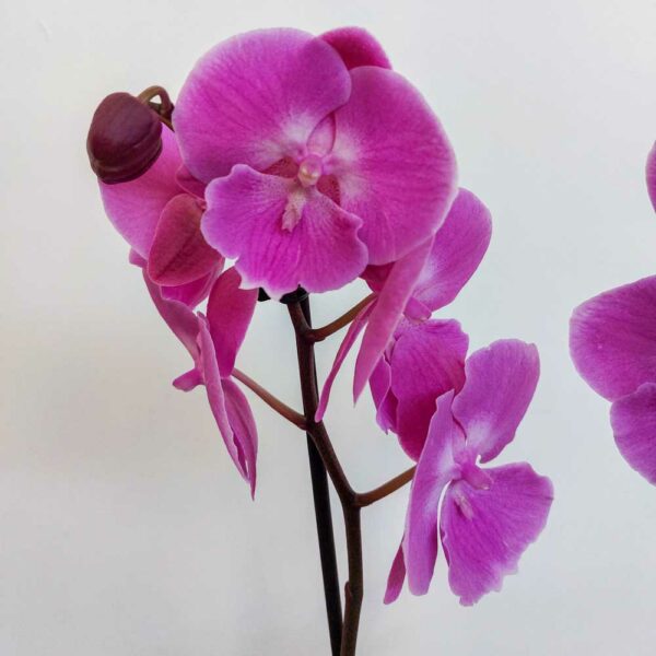 PHALENOPSIS VASO DIAM.12 CM