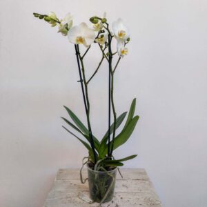 PHALENOPSIS VASO DIAM.12 CM