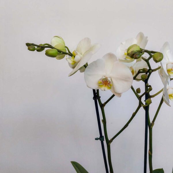 PHALENOPSIS VASO DIAM.12 CM