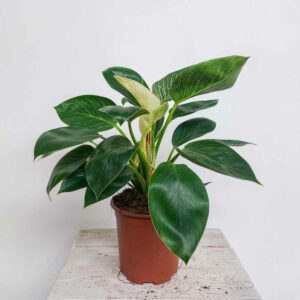 PHILODENDRON BIRKIN VASO DIAM.17 CM