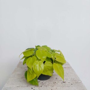 PHILODENDRON LIME VASO DIAM.17 CM