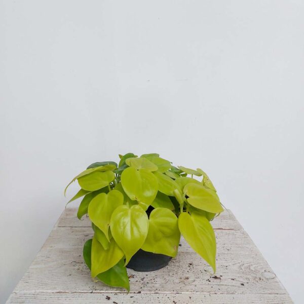 PHILODENDRON LIME VASO DIAM.17 CM