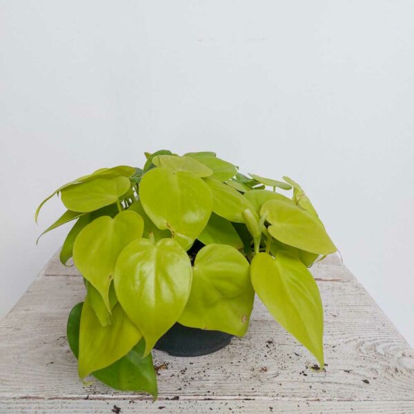 PHILODENDRON LIME VASO DIAM.17 CM