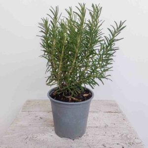 ROSMARINO OFFICINALIS VASO DIAM 13 CM