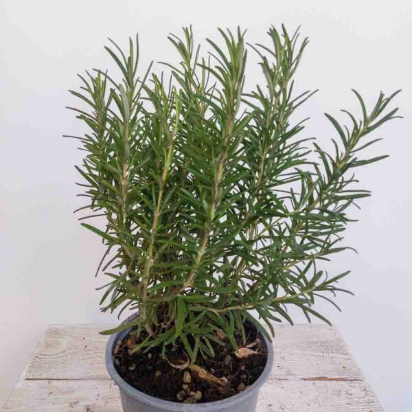 ROSMARINO OFFICINALIS VASO DIAM 13 CM
