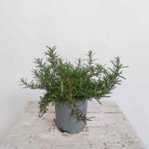 ROSMARINO PROSTRATO VASO DIAM.13 CM