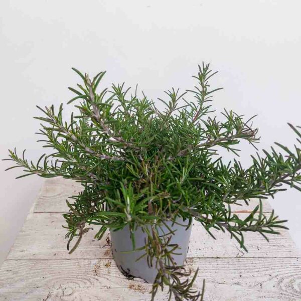 ROSMARINO PROSTRATO VASO DIAM.13 CM