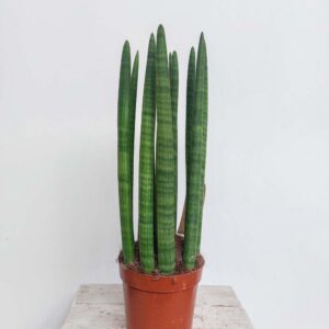 SANSEVERIA CILINDRICA VASO DIAM.17 CM