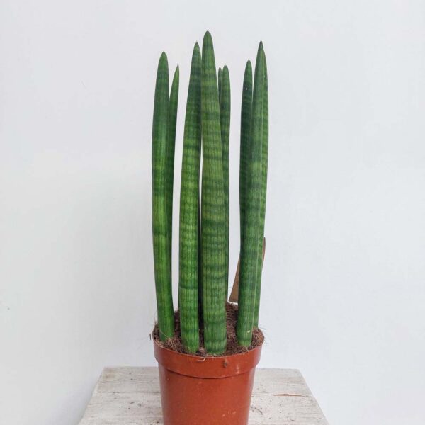 SANSEVERIA CILINDRICA VASO DIAM.17 CM