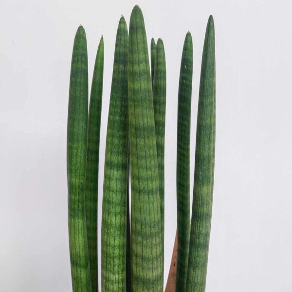 SANSEVERIA CILINDRICA VASO DIAM.17 CM