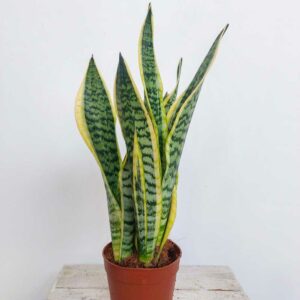 SANSEVIERIA TRIFASCIATA VASO DIAM 13 CM