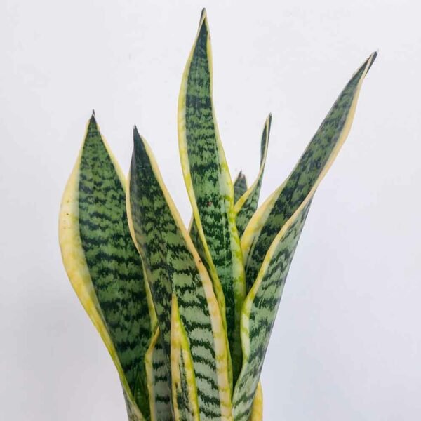 SANSEVIERIA TRIFASCIATA VASO DIAM 13 CM