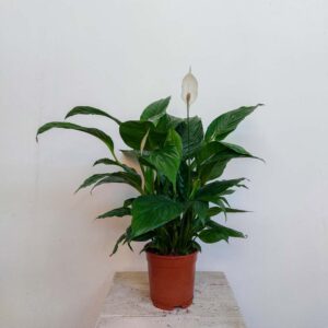 SPATHIPHYLLUM VASO DIAM.17 CM
