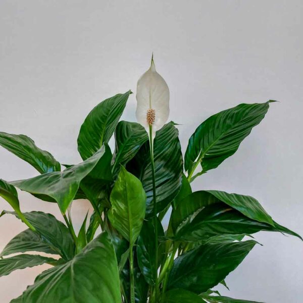 SPATHIPHYLLUM VASO DIAM.17 CM