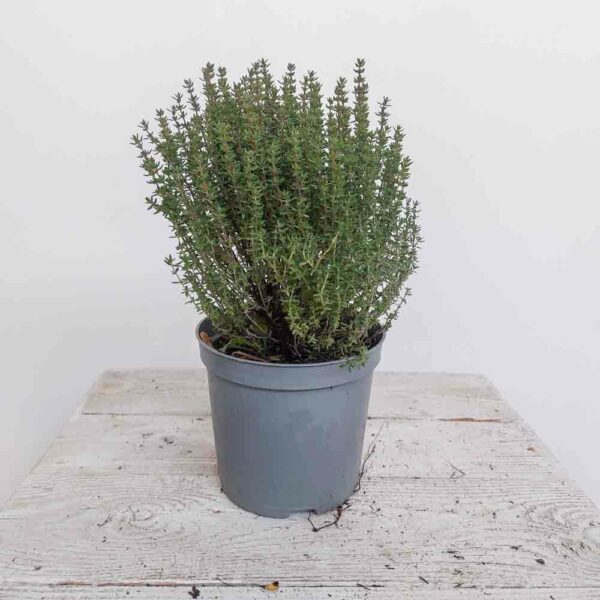 TIMO VULGARIS VASO DIAM. 13 CM