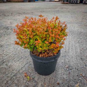 ABELIA KALEIDOSCOPE (1)