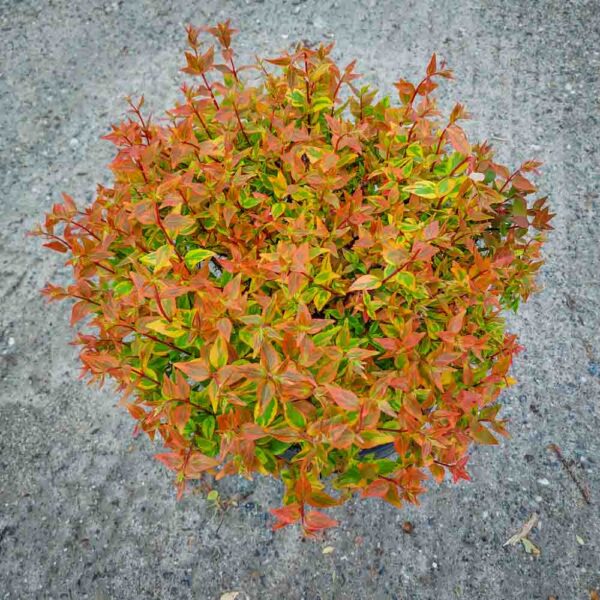 ABELIA KALEIDOSCOPE (2)