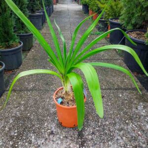 AGAPANTHUS (1)