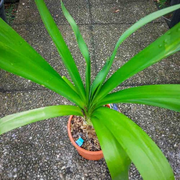 AGAPANTHUS (2)