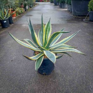 AGAVE AMERICANA VARIEGATA (1)