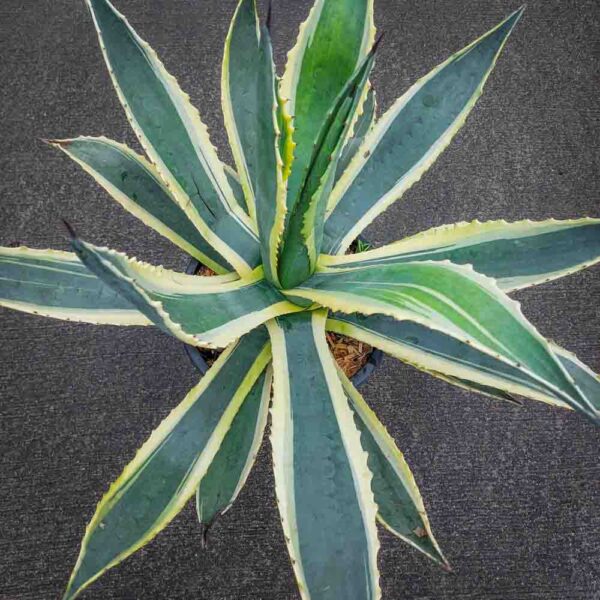 AGAVE AMERICANA VARIEGATA (2)