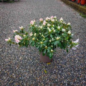 AZALEA JAPONICA (1)