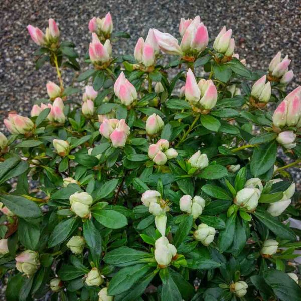 AZALEA JAPONICA (2)
