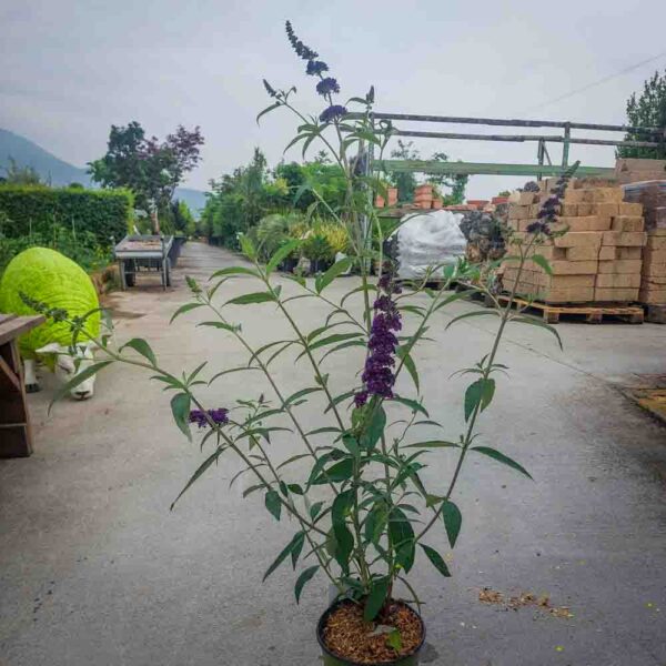 BUDDLEYA DAVIDII BLACK KNIGHT (1)