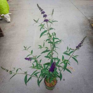 BUDDLEYA DAVIDII BLACK KNIGHT (2)