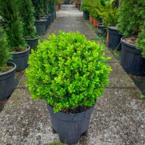 BUXUS SFERA VASO 24 (1)