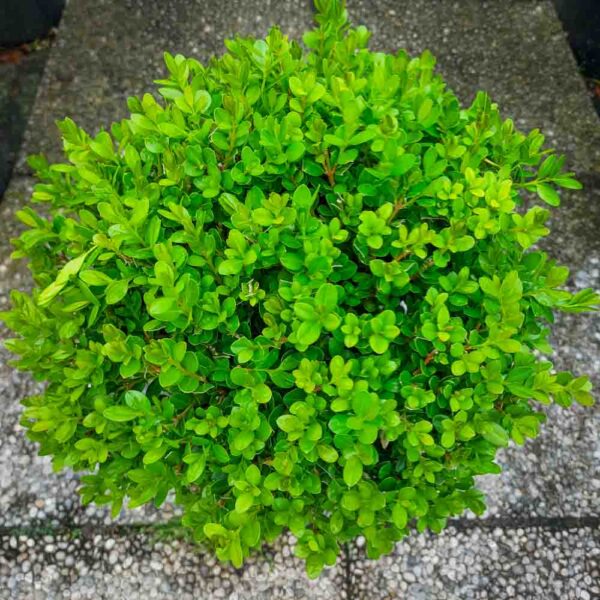 BUXUS SFERA VASO 24 (2)