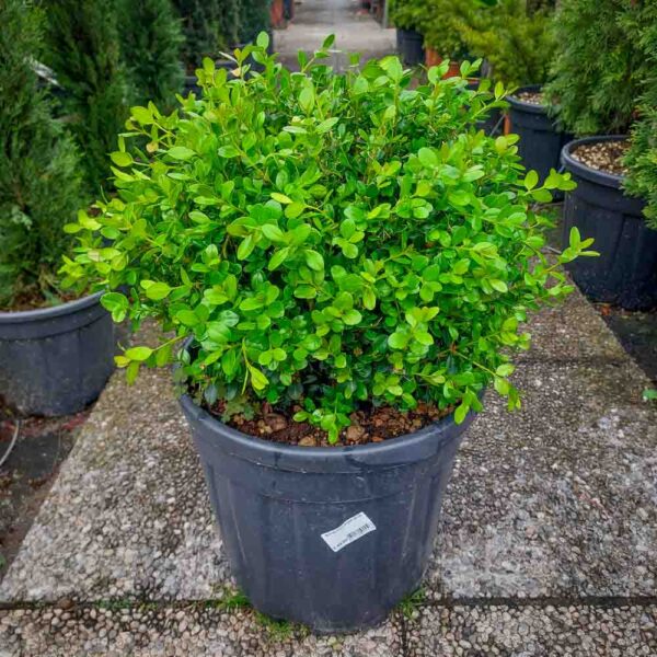 BUXUS SFERA VASO 35 (1)