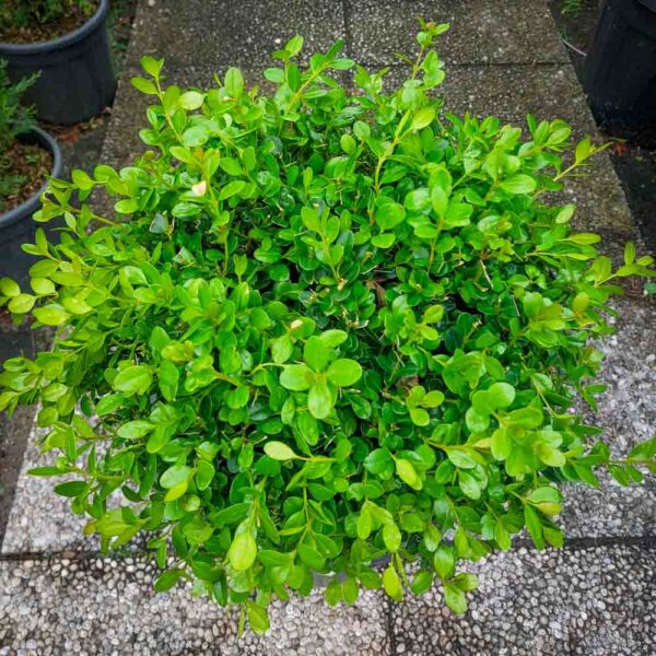 BUXUS SFERA VASO 35 (2)