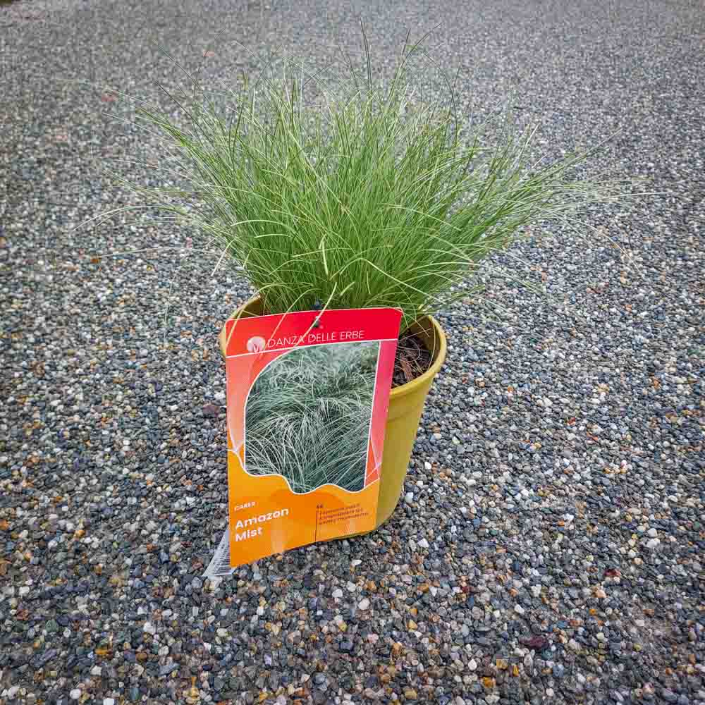 CAREX AMAZON MIST (1)