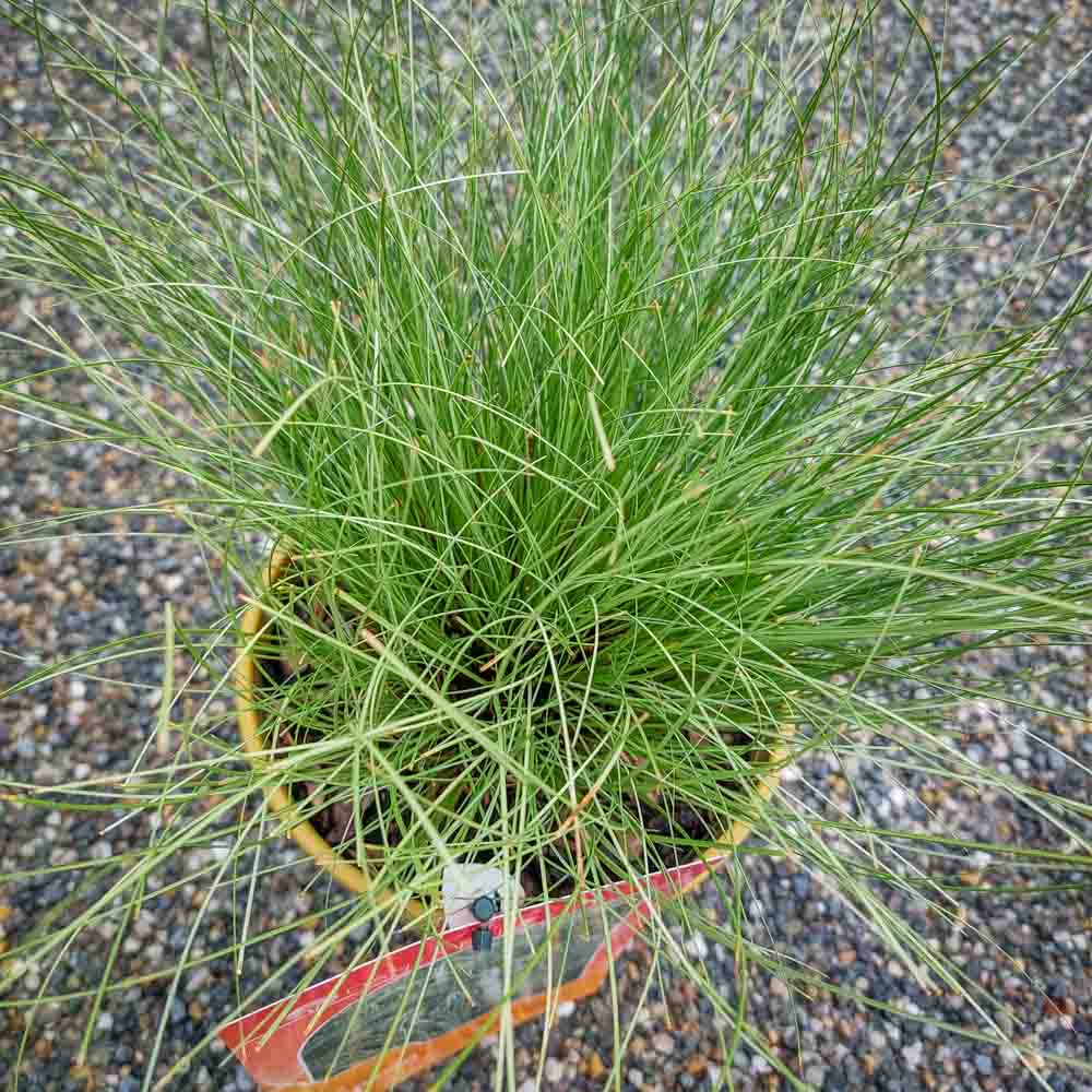 CAREX AMAZON MIST (2)
