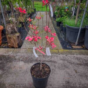 CORNUS FLORIDA RUBRA (1)