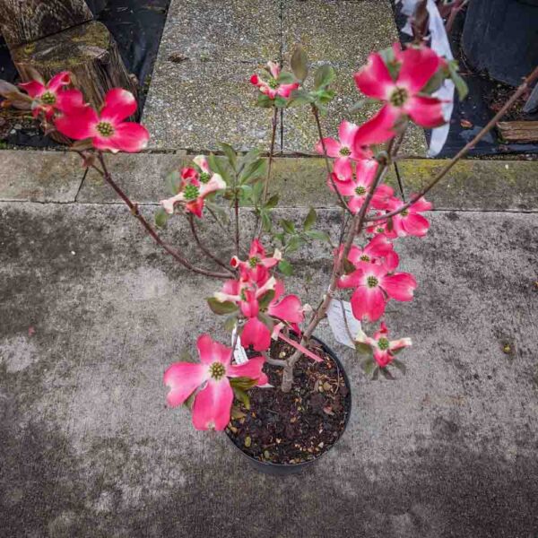 CORNUS FLORIDA RUBRA (2)