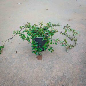 COTONEASTER DAMMERI RADICANS (1)
