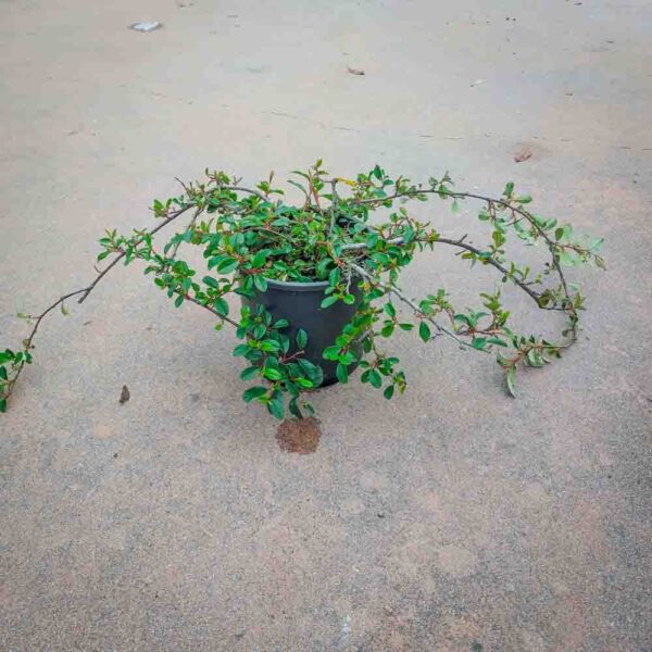 COTONEASTER DAMMERI RADICANS (1)