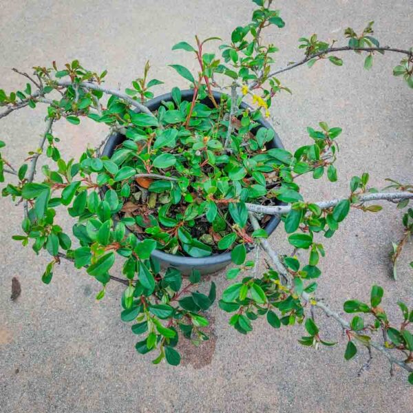 COTONEASTER DAMMERI RADICANS (2)