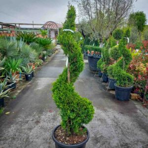 CUPRESSOCYPARIS LEYLANDII SPIRALE (1)