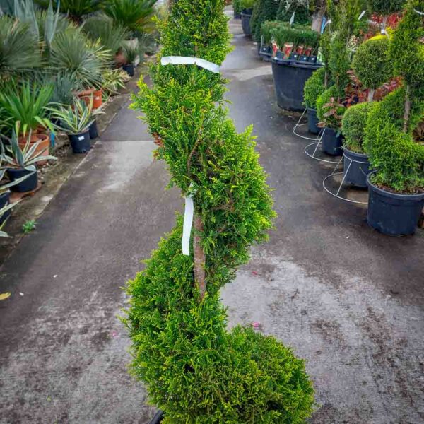 CUPRESSOCYPARIS LEYLANDII SPIRALE (2)