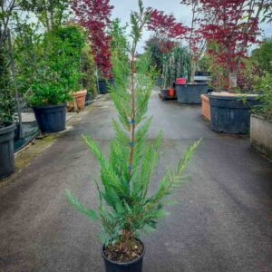 CUPRESSOCYPARIS LEYLANDII VASO 18 (1)
