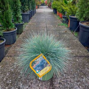 FESTUCA GLAUCA (1)