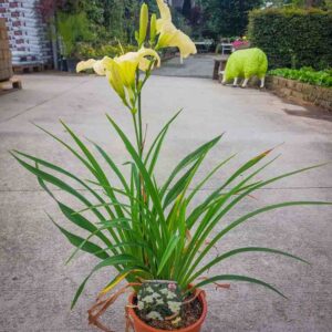 HEMEROCALLIS (1)