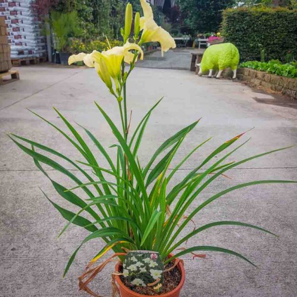 HEMEROCALLIS (1)